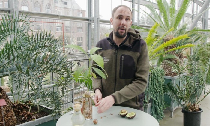 Rogier van Vugt over avocadoplanten