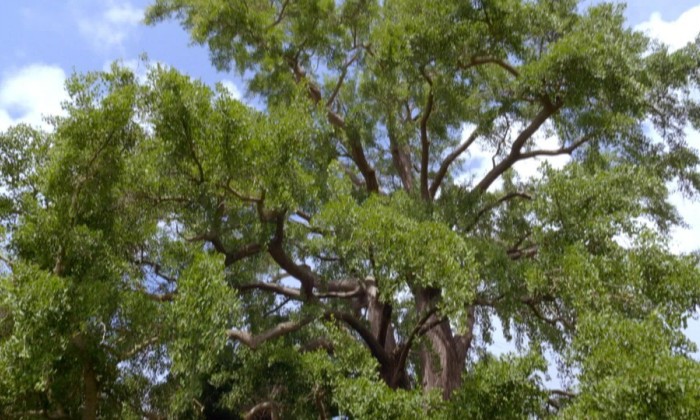 Ginkgo boom uit 1750