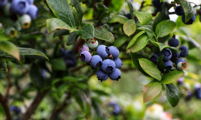 Alain gaat langs bij een blauwe bessen kwekerij in Boskoop