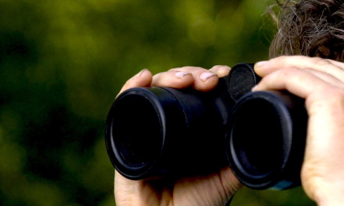 Vleermuisdeskundige Anne-Jifke vangt meervleermuizen voor onderzoek