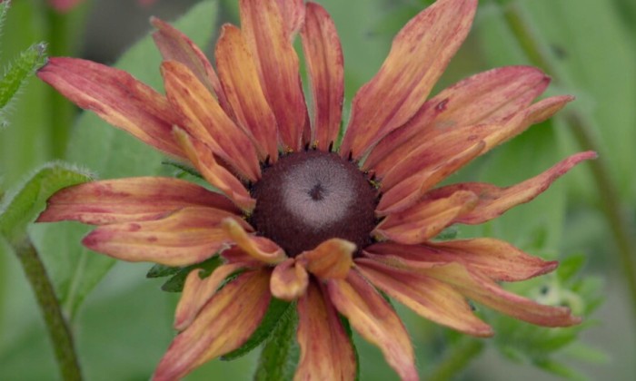 Anne Wieggers geniet volop in de moestuin