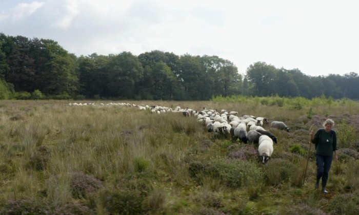Hilde is schaapsherder in Zuidoost Friesland