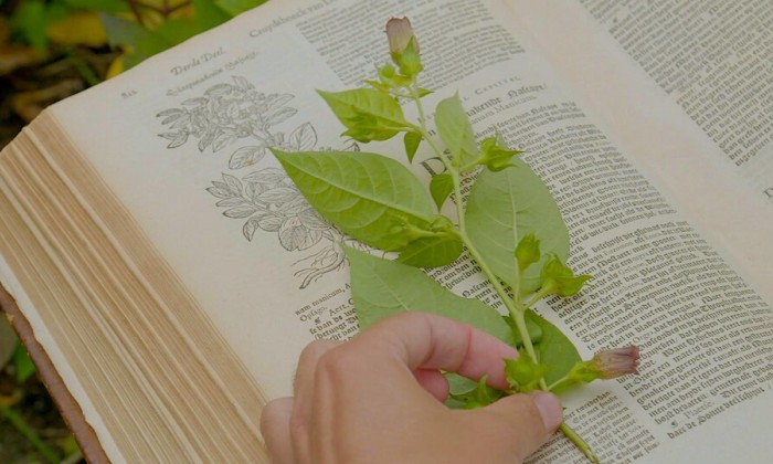 Zo verzorg je de welbekende kruidenplanten uit de supermarkt