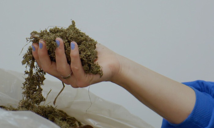 Plantaardige tegels van eendenkroos en inheemse zaden