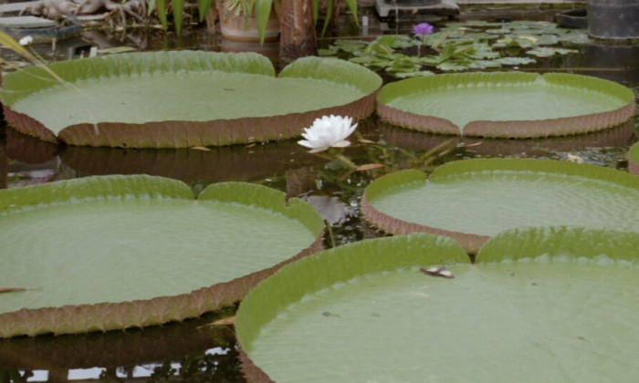Waterplanten en lotusbloemen