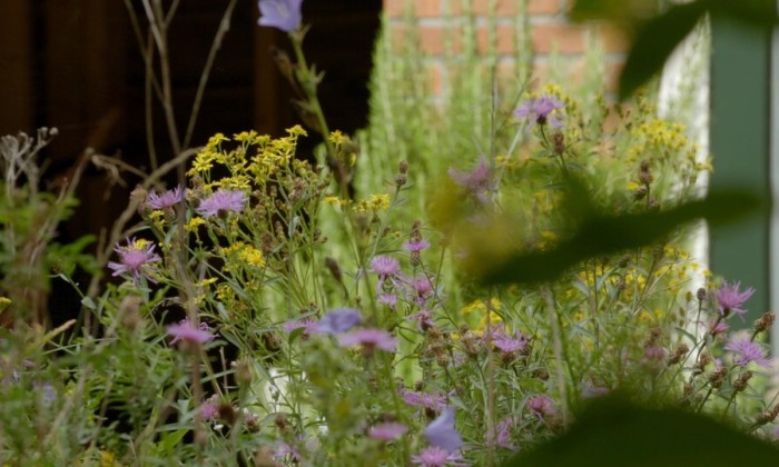 In de tuin van Jochem is het een insectenparadijs