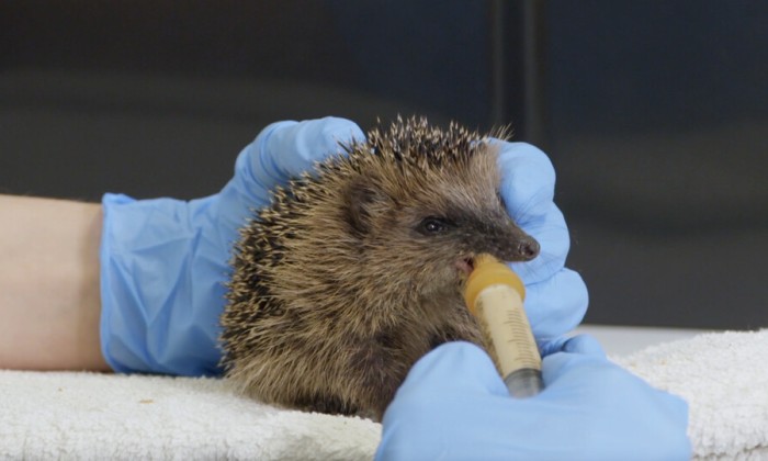 Egelopvang Papendrecht