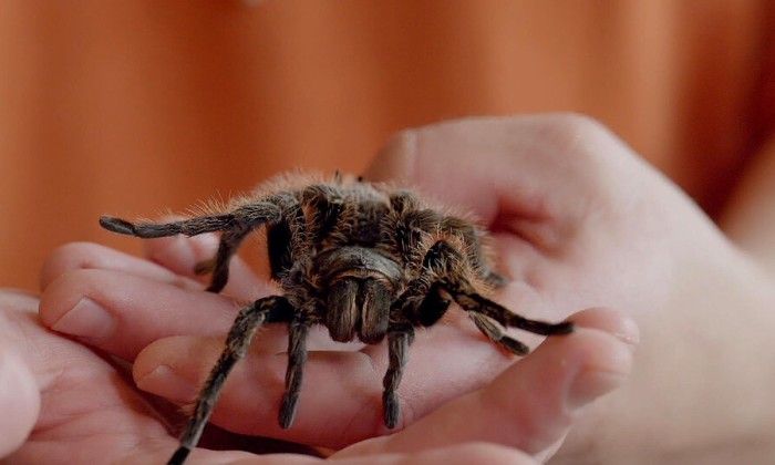 Spin van spinnendeskundige Sjef van Overdijk