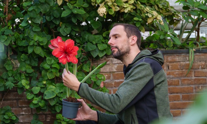 Rogier van Vugt met een Amaryllis