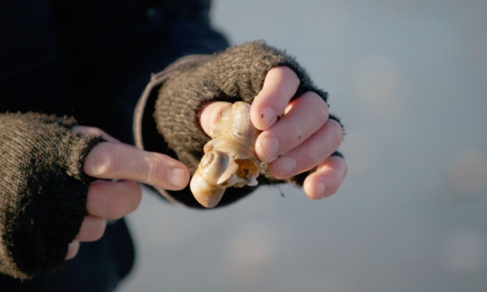 Biologisch jutter Wilbert bijna dagelijks de meest bijzondere schelpen.