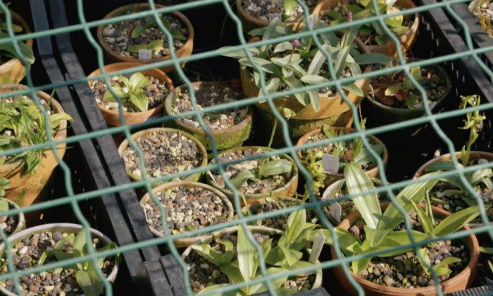 alles over de Europese orchidee