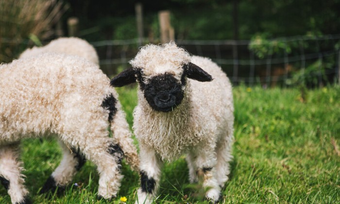 Walliser Schwarznase