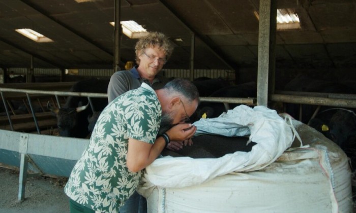 Deze Wagyu-runderen eten de resten van olijfolieproducties