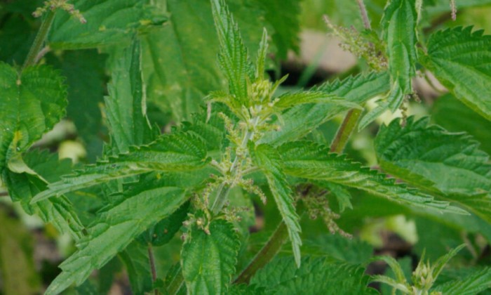 Planten die communiceren