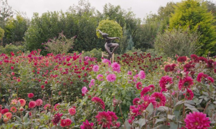 Tuin vol dahlia's in Limburg