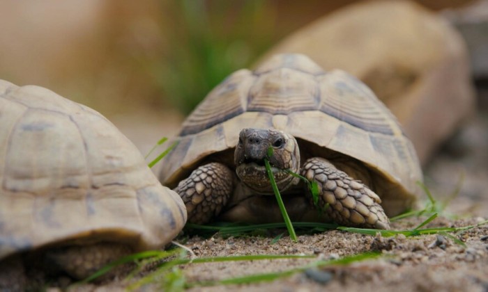 Schildpaddenopvang Maastricht