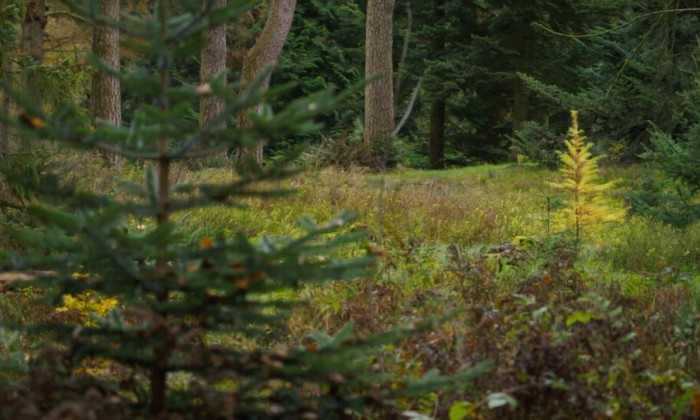 Het Pinetum in Amersfoort kent een weelde aan naaldbomen die tijdens de kerst extra tot de verbeelding spreken. Met veel liefde onderhouden vrijwilligers de plek.
