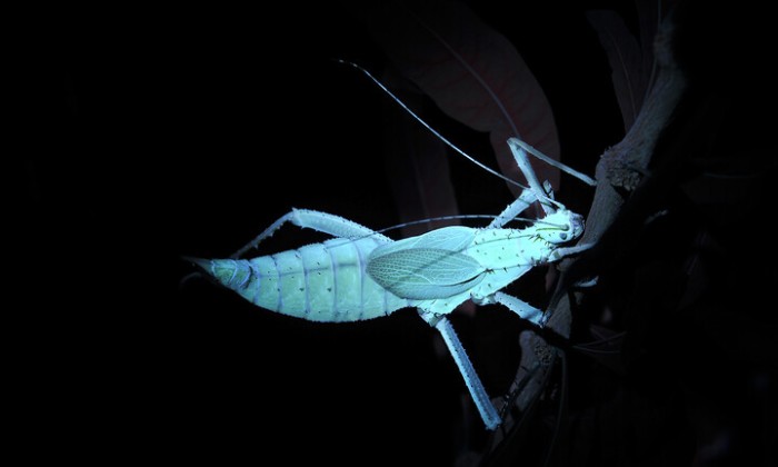 Fluorescerende planten in de Hortus Leiden