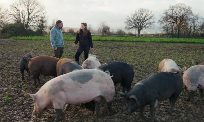 Ramon ziet hoe varkens lekker buiten scharrelen
