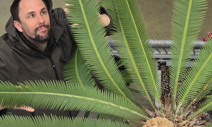 Cycadeeën zijn enorm bijzondere bomen. Onze plantenexpert Rogier vertelt je er alles over.