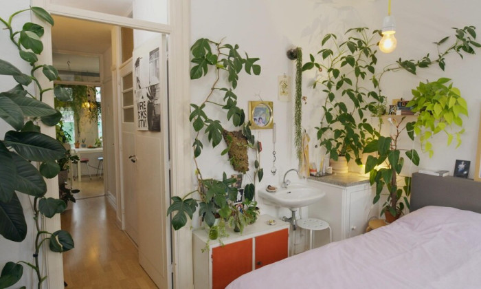 Dario’s tropische kamerplanten in Rotterdam