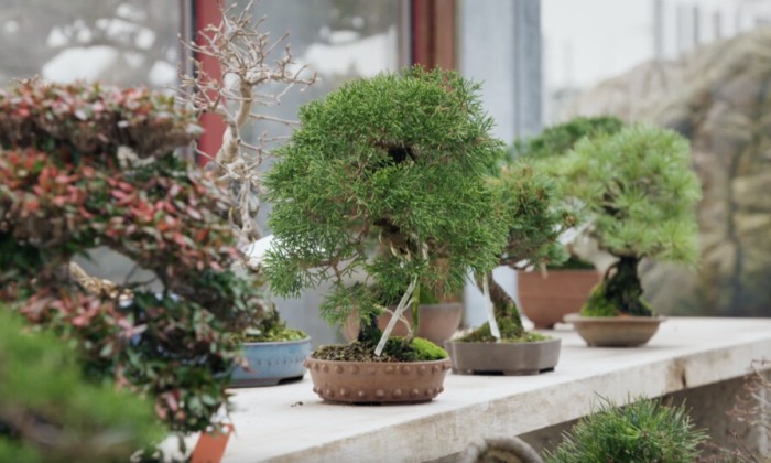 Bonsai boom