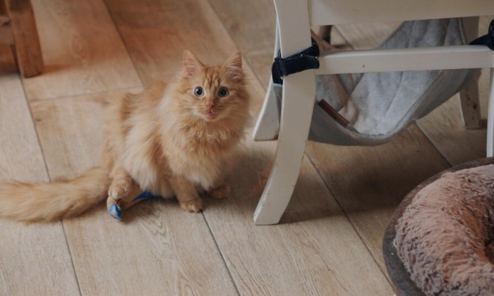 Arianne geeft gehandicapte katten een fijn thuis