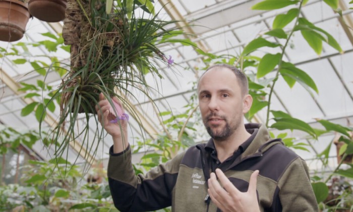 Rogier showt de tropische Bromelia