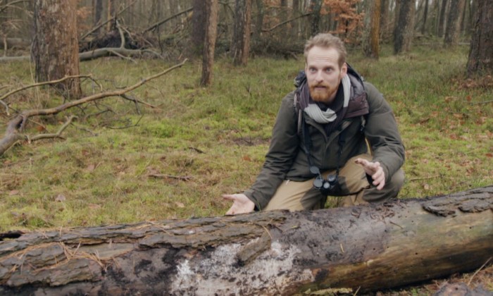 Rick heeft zijn hout het liefst dood. Dat is goed voor de kevertjes!