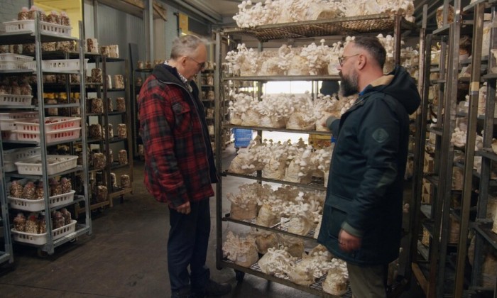 Paddenstoelenkwekerij in Rossum