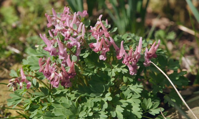 De eerste stinzenzuin van Friesland staat in bloei