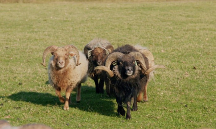Een droomtuin in Olst met helleborussen én schapen!