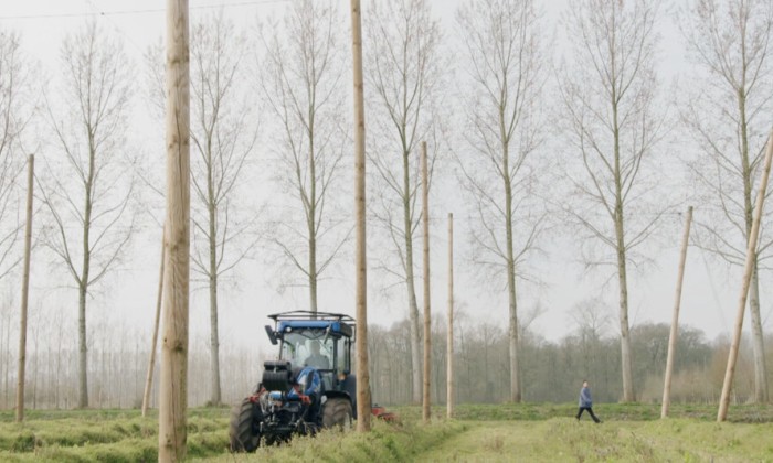 Chef-kok Rosah oogst lente delicatesse hopscheuten