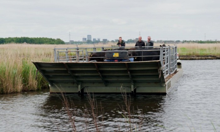 Runderen met boot vervoeren