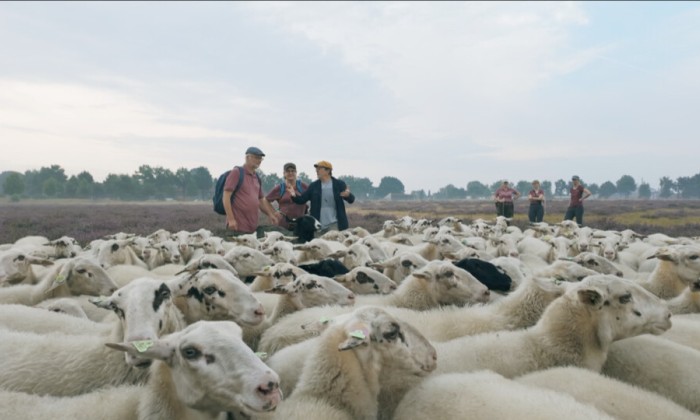 Alain helpt met het hoeden van 300 schapen