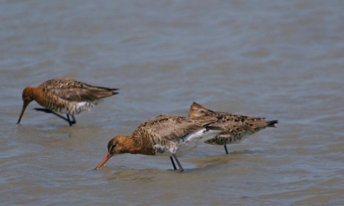 Gruttoland in Friesland