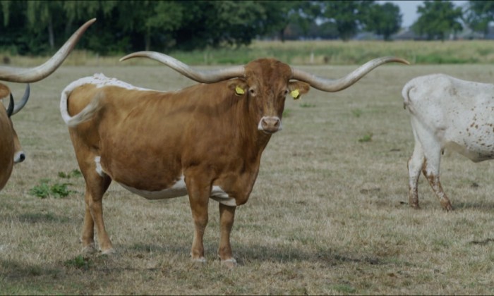 Texas Longhorn in Brabant