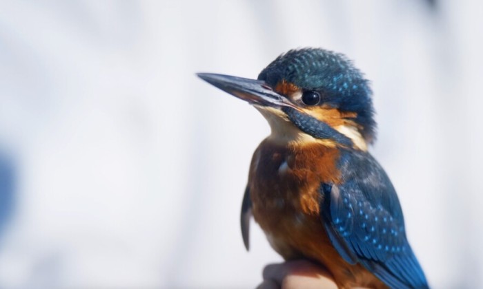 Vogels kijken met Arjan Dwarshuis