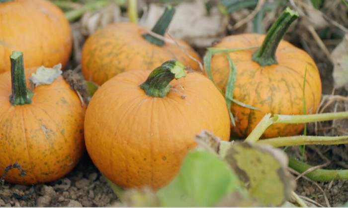 Pompoenenparadijs Bunnik