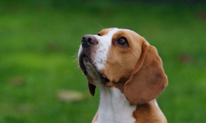 lab-beagles