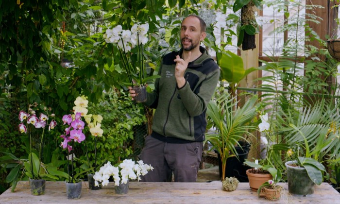 Rogier over de Phalaenopsis