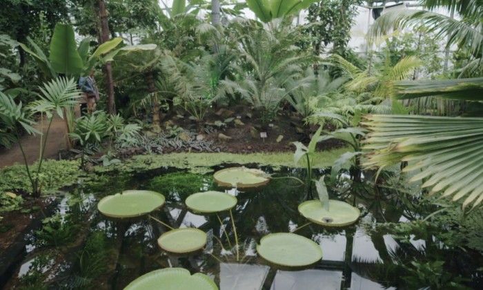 Nieuwe hortus Amsterdam