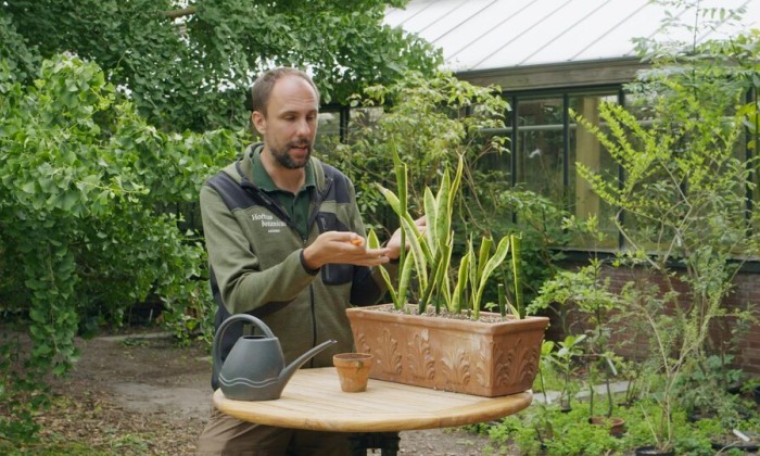 Rogier en de drakenbloedboom