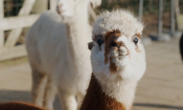 Alpaca