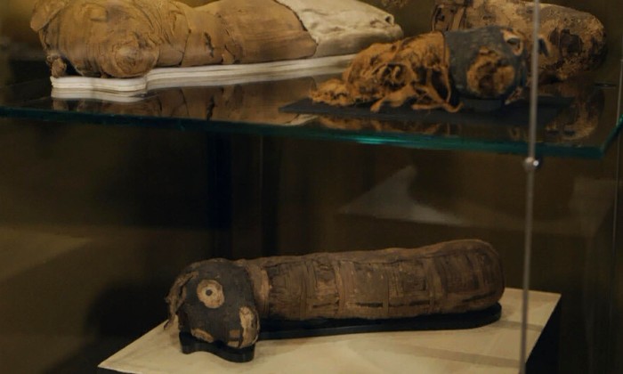 Gemummificeerde dieren