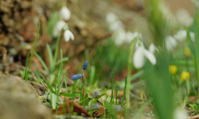 Bloemen in het gras