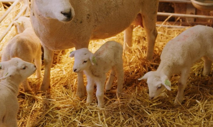 Lammetjes in Herwijnen