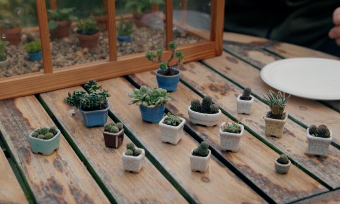 Mini plantjes