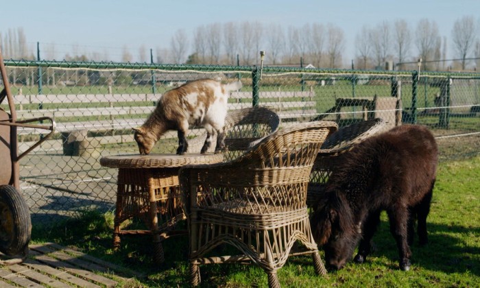 Lammetjes in de natuur