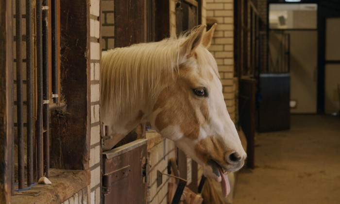 Paul runt met 2% zicht een manege